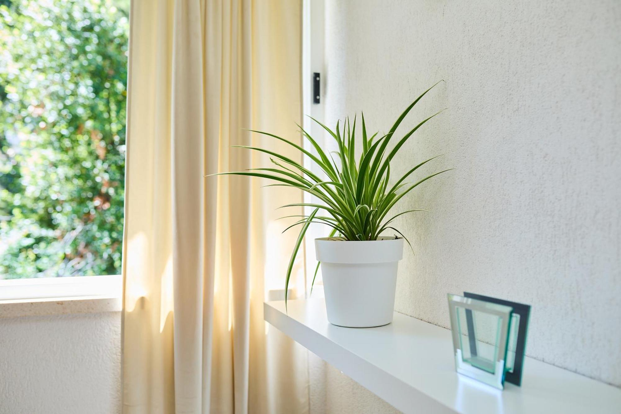 Apartment Promenada- 4Pax With Parking Dubrovnik Buitenkant foto